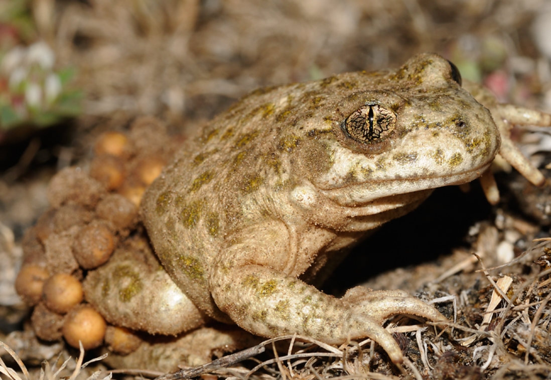 southern midwife toad