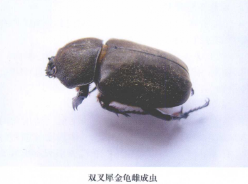 dichotoma /i>)是 a target="_blank" href="/item/金龟子科/2874323"