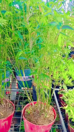 凤尾竹（禾本科簕竹属植物）_百度百科
