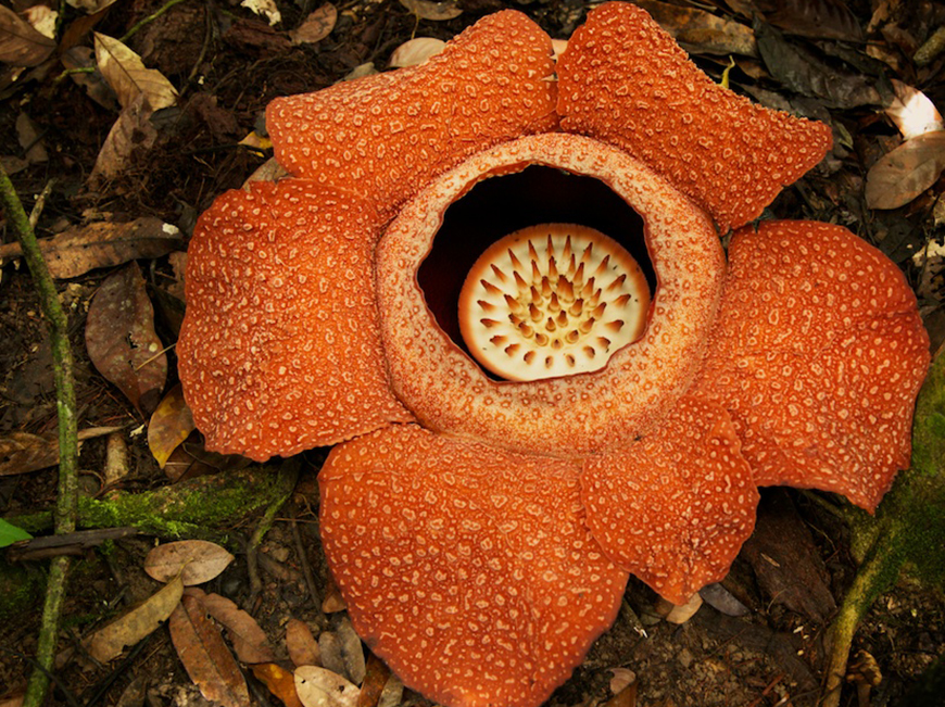薇洛大花草(学名: i>rafflesia consueloae /i> fernando):是大花草科