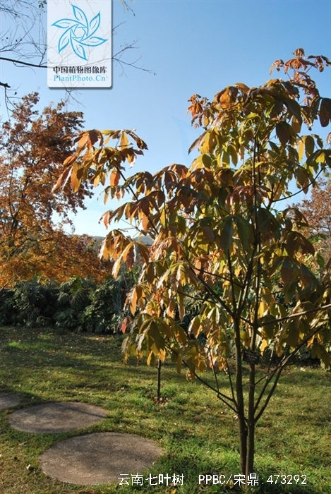  p>云南七叶树(拉丁学名: i>aesculus wangii hu /i>),落叶乔木,云南