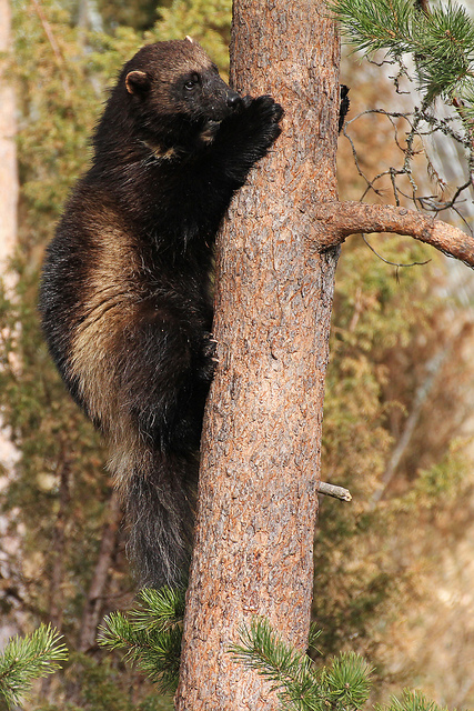  p>貂熊,学名: i>gulo gulo /i>(linnaeus,1758),属于 a target="