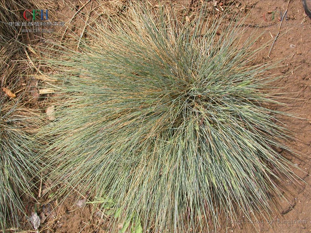  p>羊茅(学名: i>festuca ovina /i> l.