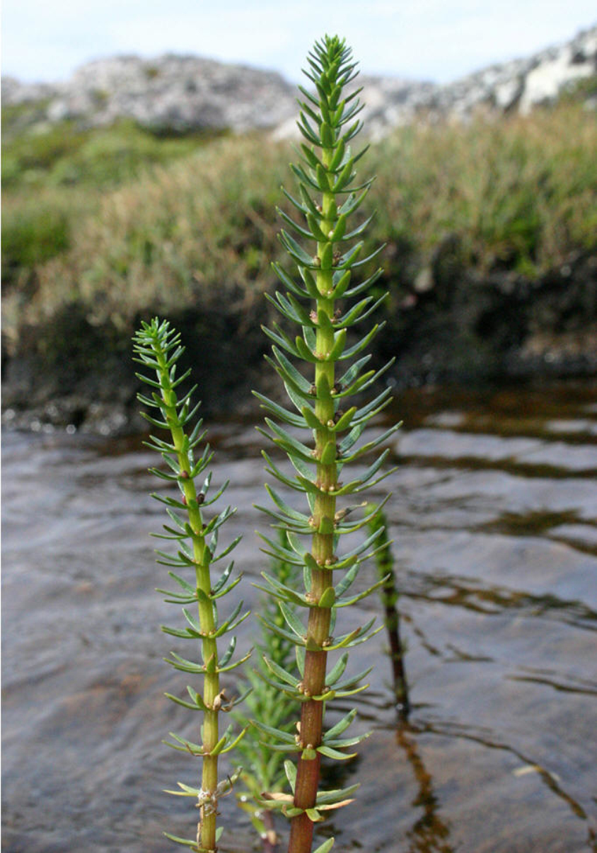 分布在全球各地,是 a href="#" data-lemmaid="2687659">水生植物 /a>