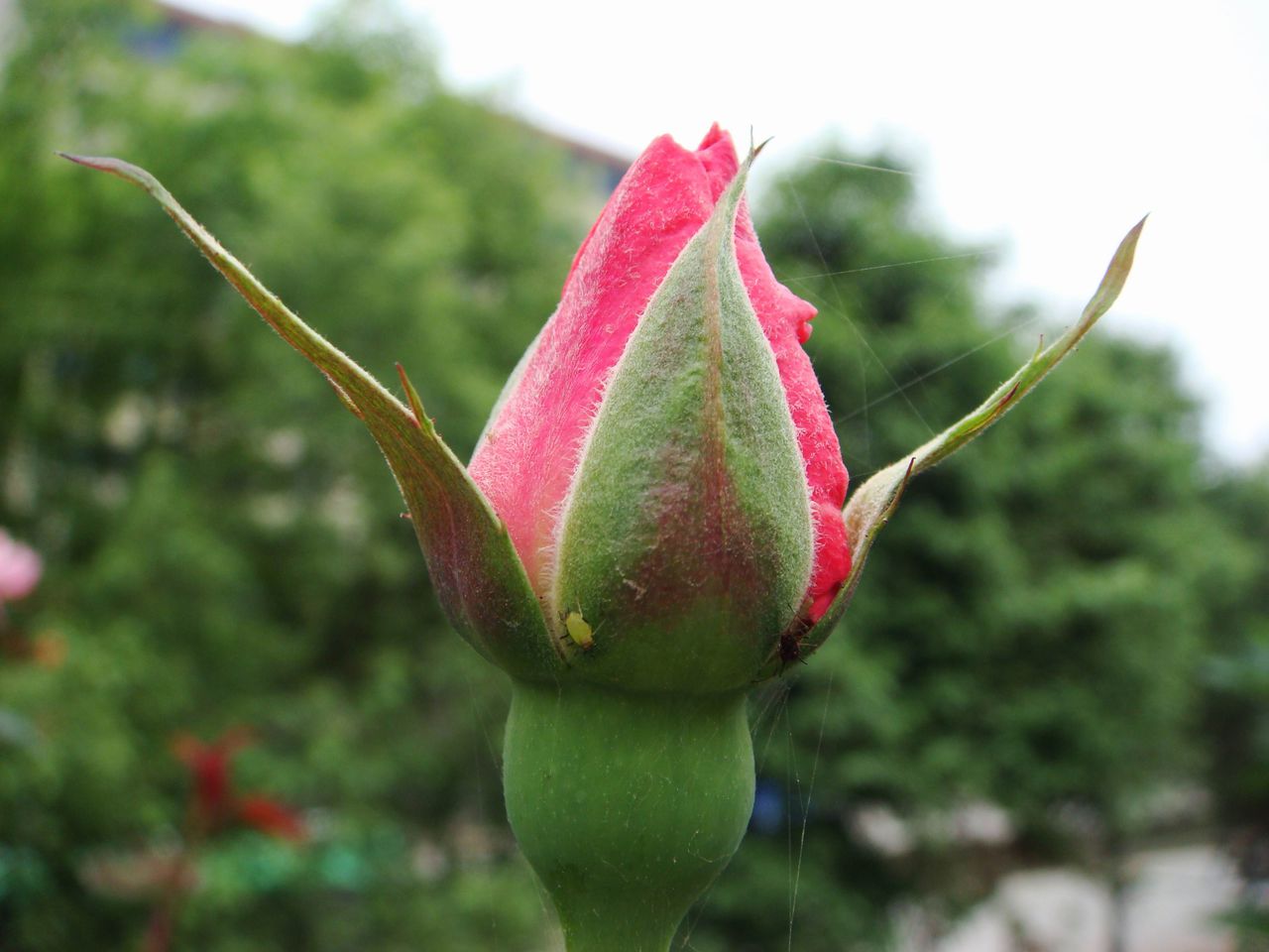  p>花蕾是一个词语,读音huā lěi,意思是 a target="_blank" href="