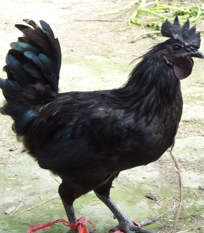 东乡黑羽绿壳蛋鸡