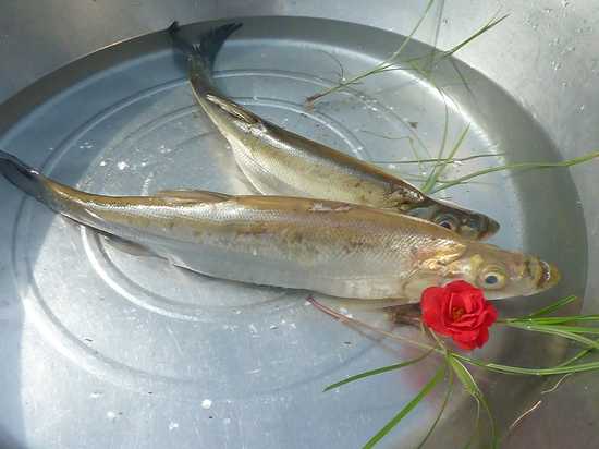 梅鱼亦称梅白鱼,梅鲌鱼,被称为"素衣美人,美味仙子",定远池河镇至凤阳