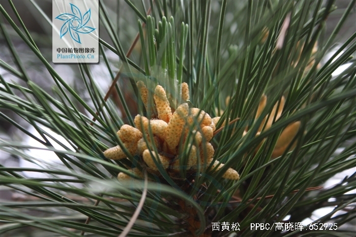  p>西黄松(学名: i>pinus ponderosa /i> dougl. ex laws.
