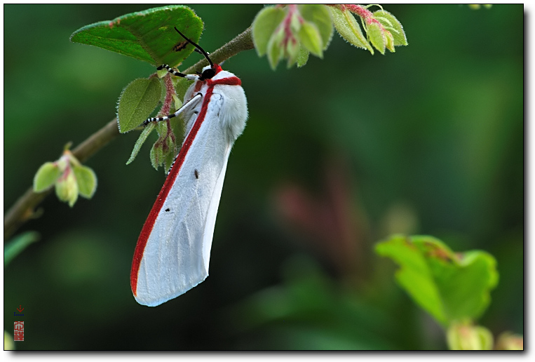  p>稀点雪灯蛾( i>spilosoma urticae /i>&nbsp;esper,1789)是