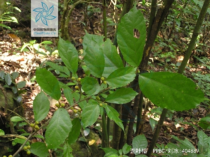  p>灌木或小乔木,高3-6米,胸径5-6厘米,树皮灰色,光滑;小枝,叶柄,榕果