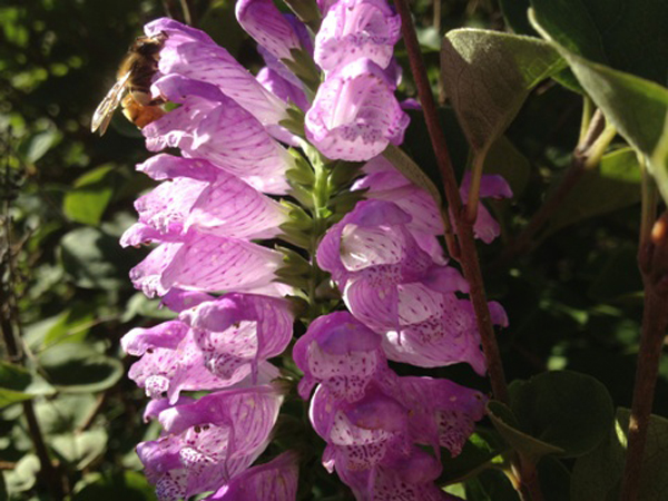 virginiana /i> pink bouquet'):为唇形科随意草属,多年生 a