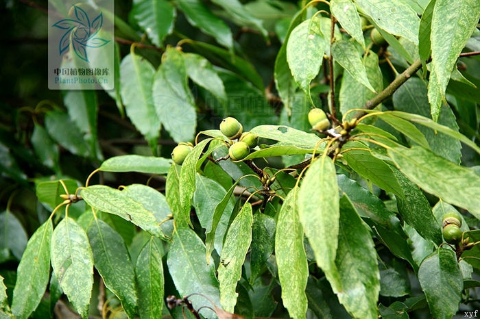 cyclobalanopsis shennongii (huang et fu) y. c. hsu et h. w. jen