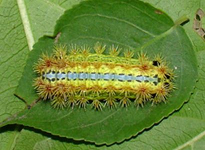  p>褐边绿刺蛾( i>latoia consocia /i> walker),别名: 青刺蛾, a