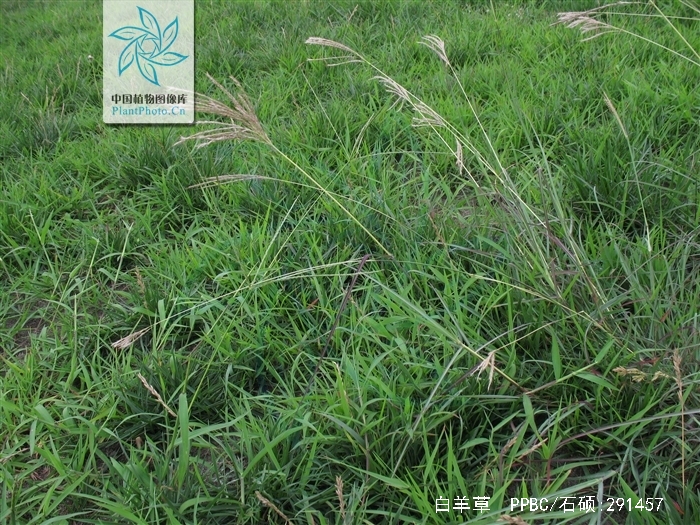 bothriochloa ischaemum (l.) keng