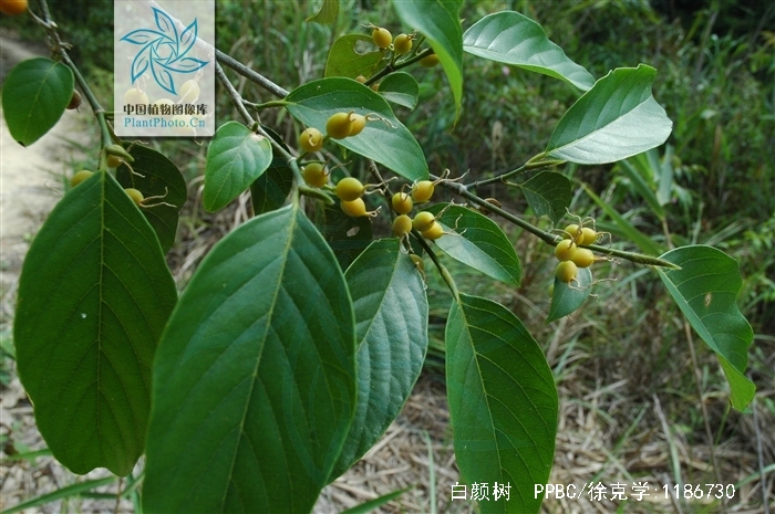  p>白颜树(学名: i>gironniera subaequalis /i> planch.