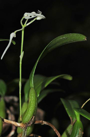  p>广东石豆兰(学名: i>bulbophyllum kwangtungense /i>  schltr.