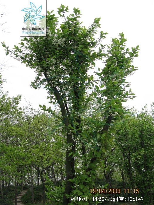  p>秤锤树(学名: i>sinojackia xylocarpa hu /i>)是安息香科,秤锤树