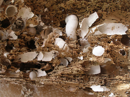  p>船蛆(shipworm),也称"凿船贝",属瓣鳃纲,贫齿亚目,船蛆科.