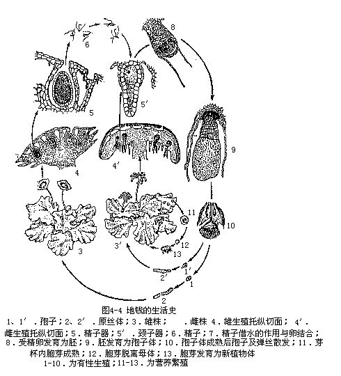 卵器是指在<a target="