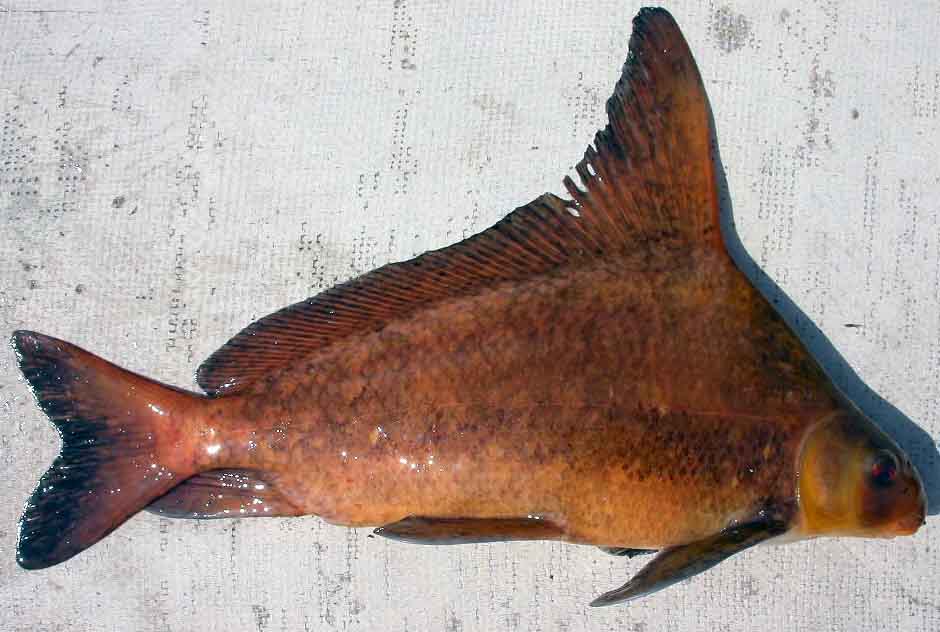  p>胭脂鱼(学名: i>myxocyprinus asiaticus /i>)是胭脂鱼科,胭脂鱼属