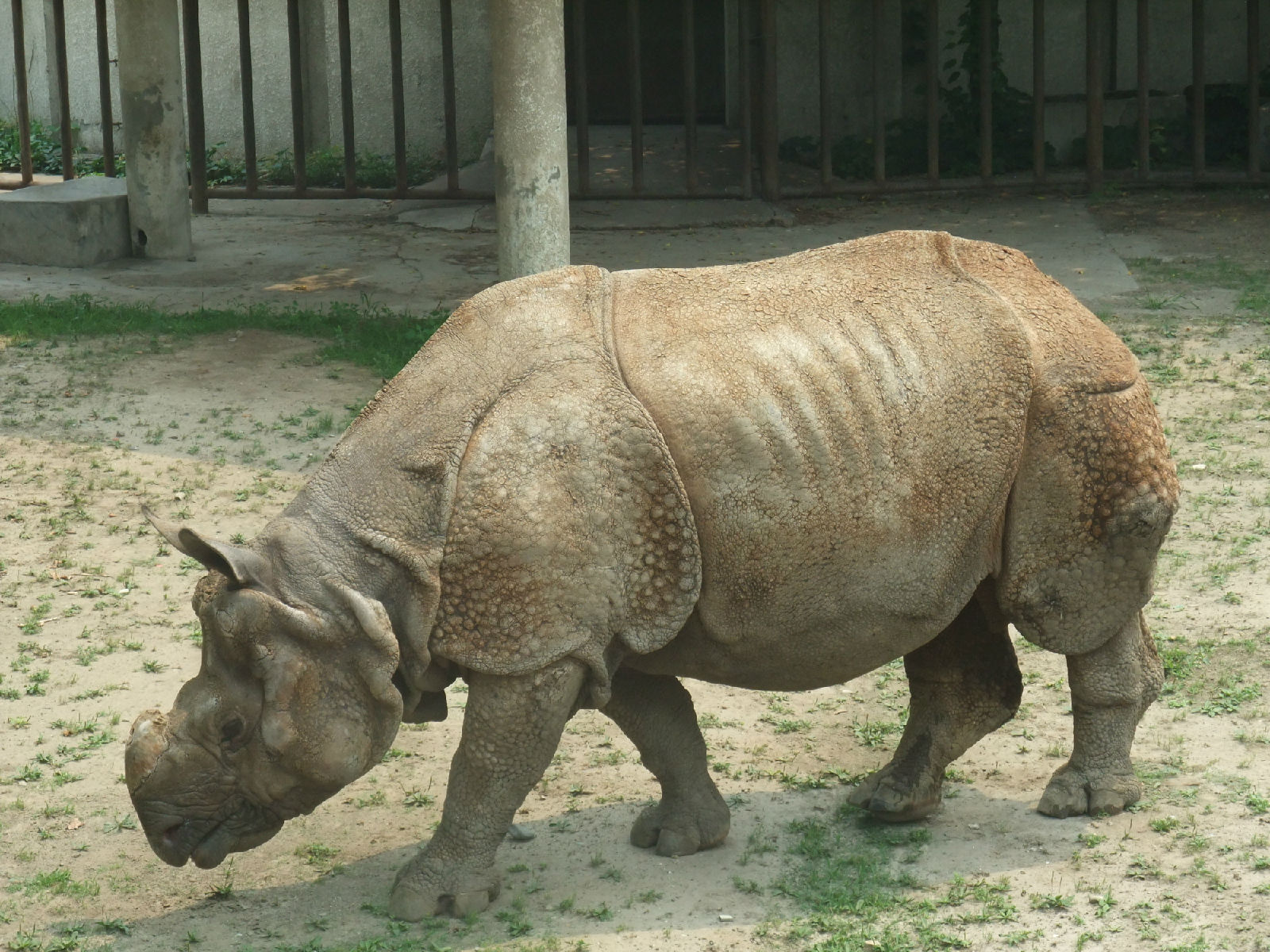  p>中国犀牛是生长在中国的三种犀牛( a href="#" data-lemmaid="