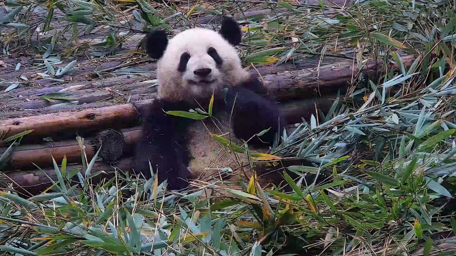 data-id="gnc122zpsm">萌兰, a target="_blank" href="/item/大熊猫