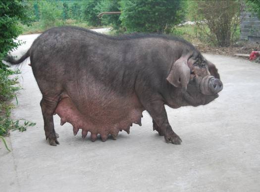  p>姜曲海猪主产于 a target="_blank" href="