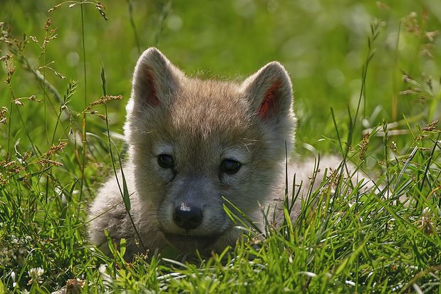  p>北极狼(学名: i>canis lupus arctos /i>),又称 a href="#" data