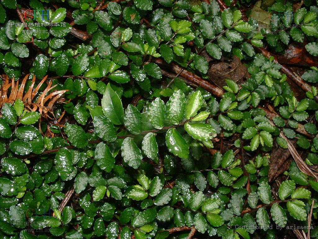 狭侧向上,宽侧向下,边缘全缘或有齿,具三出脉,半离基三出脉或羽状脉