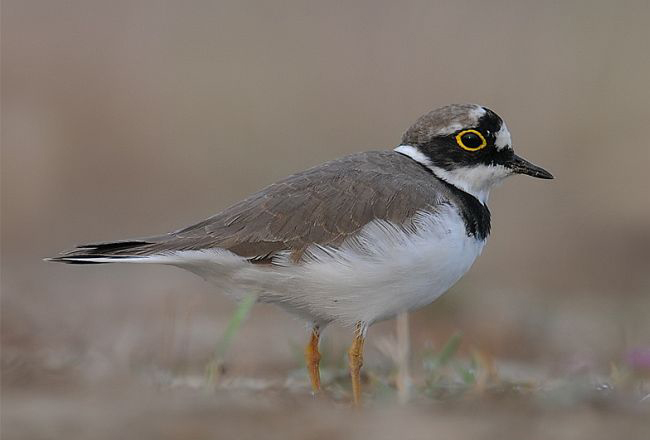 little ringed plover