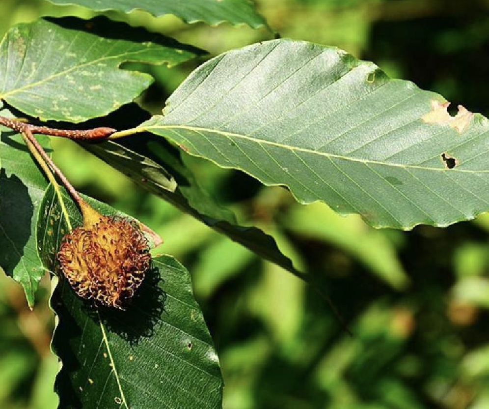  p>水青冈(学名: i>fagus longipetiolata  /i>seem.