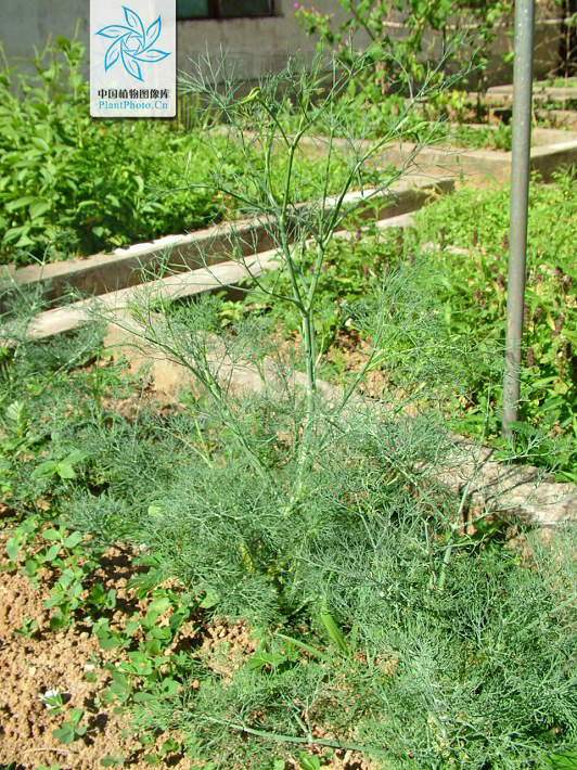  p>茴香(学名: i>foeniculum vulgare /i> mill.)伞形科草本,高0.