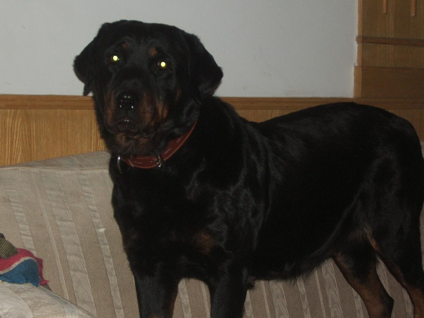 个中等大小,精力充沛而且非常有力的狗,黑色配有边界清晰的铁锈色斑纹