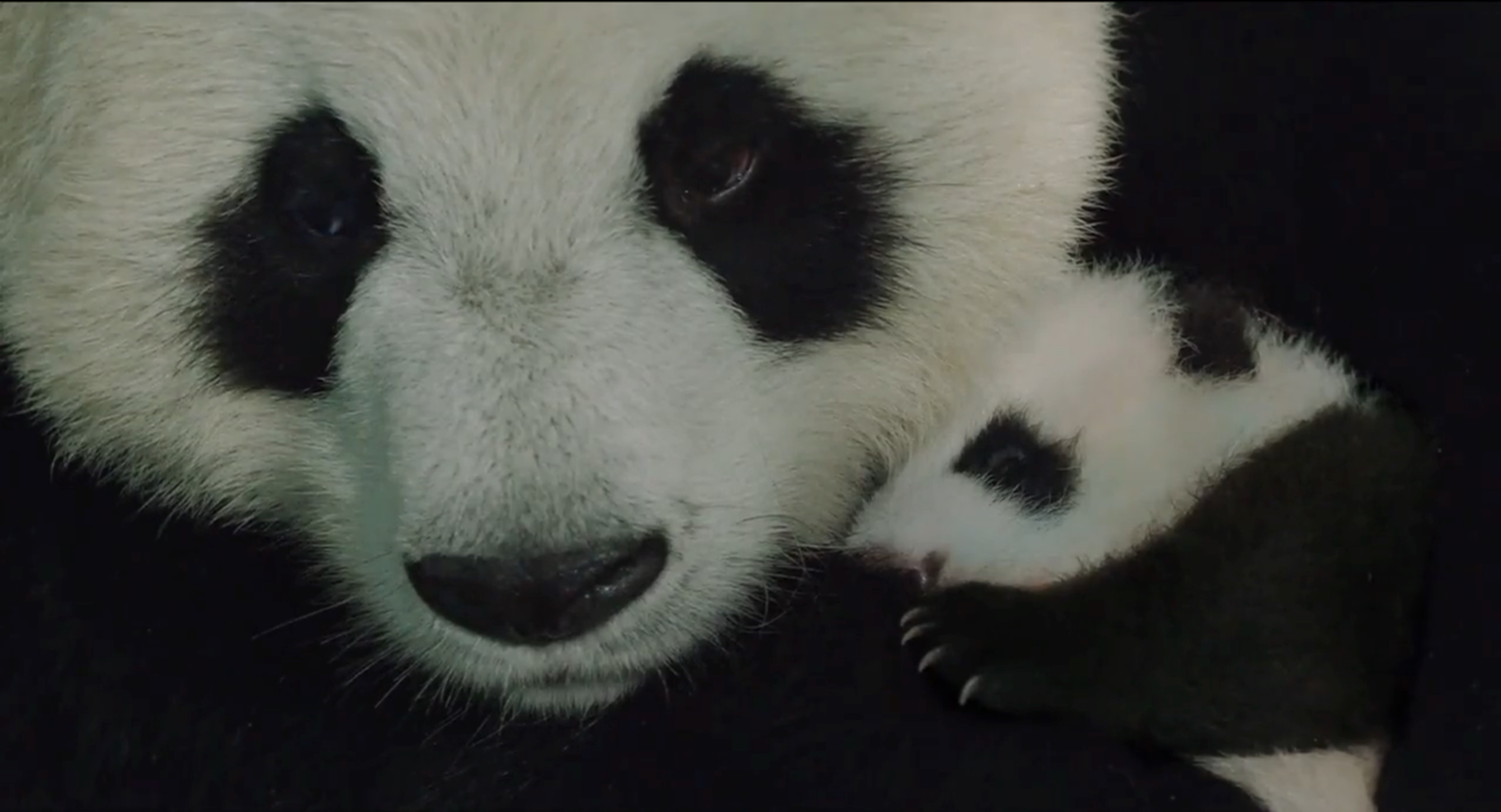 由smg尚世影业,迪士尼自然,北京环球艺动影业联合出品的动物纪录片,由