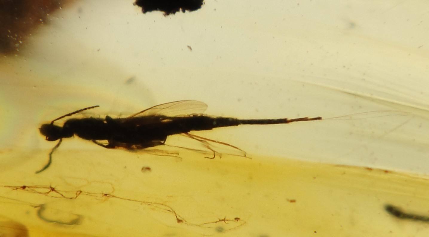  p>缨尾目(学名thysanura)指的是 a target="_blank" href="/item