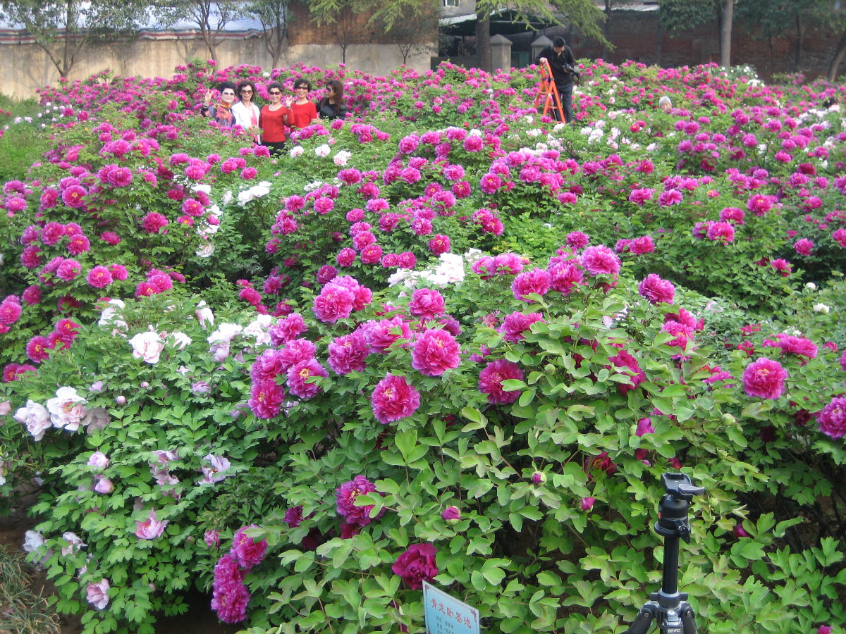 牡丹园公园