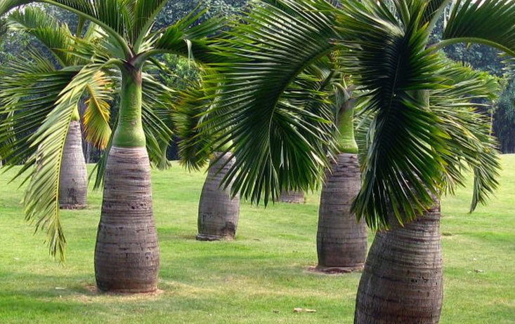  p>酒椰(学名: i>raphia vinifera /i> beauv.