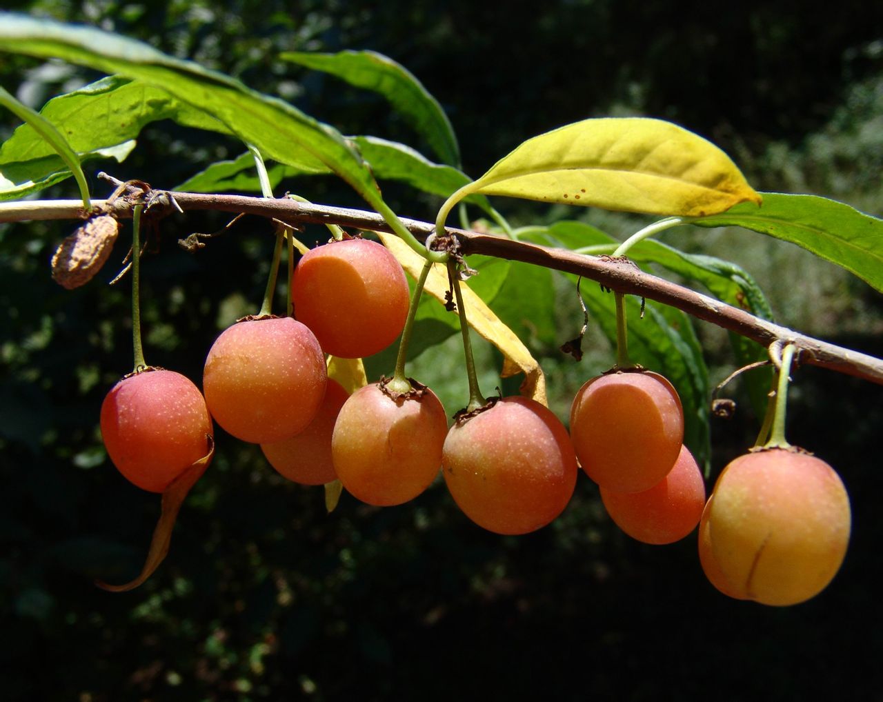  p>台湾扁核木(学名:prinsepia scandens)为蔷薇科扁核木属的植物,为