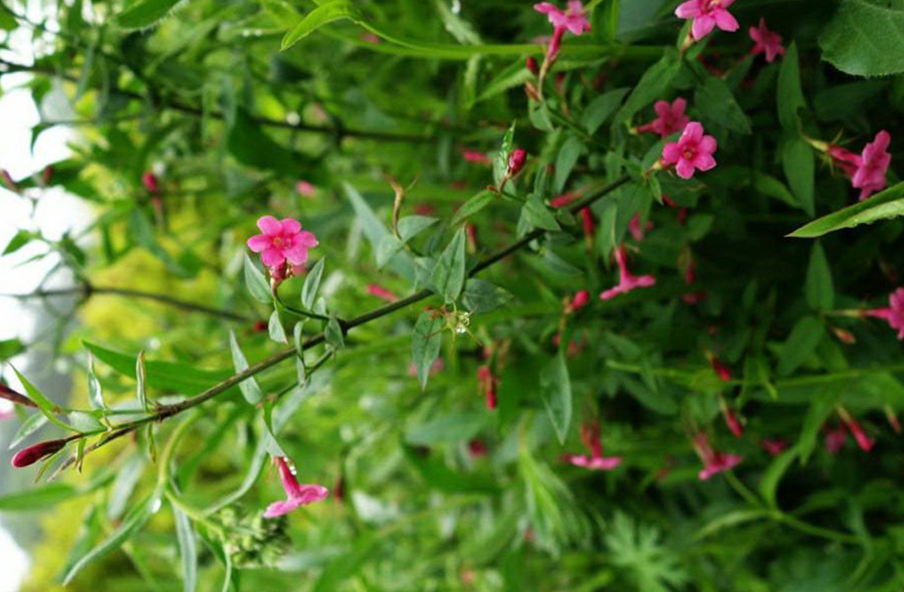  p>红素馨(学名: i>jasminum beesianum  /i>forrest et diels)是木犀