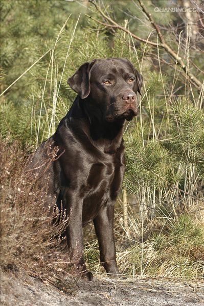 拉布拉多猎犬labradorretriever
