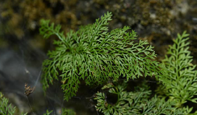  p>细裂铁角蕨( a target="_blank" href="/item/学名/8074290" data