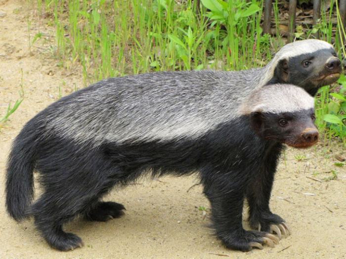  p>狐鼬是一种产于 a href="#" data-lemmaid="2219981">中美洲 /a>的