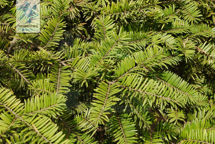 fu):是松科油杉属 a target="_blank" href="/item/乔木/33239" data