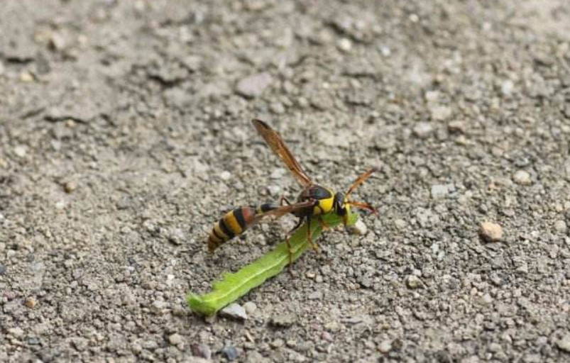  p>一种腰细长的蜂,俗称"细腰蜂",身体黑色,翅带黄色,在地下做巢. /p>