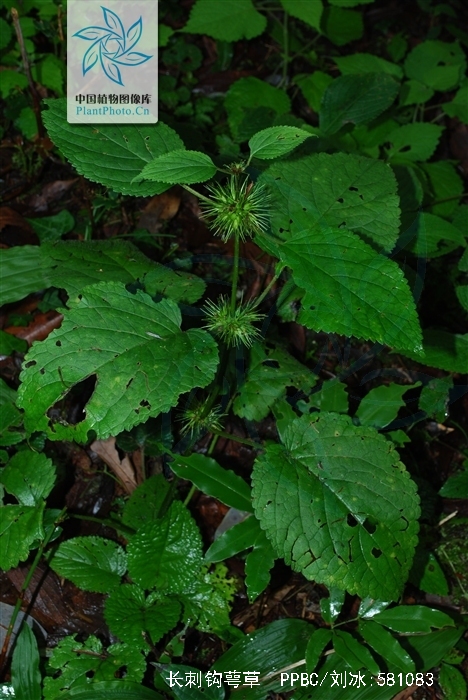  p>直立草本,高35—80厘米;根茎略肥大,具须根.