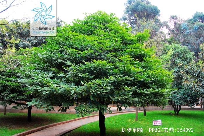 是樟科,润楠属 a target="_blank" href="/item/乔木/33239" data