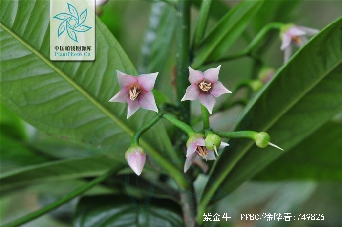  p>紫金牛,学名:ardisia japonica (thunb)blume,别名小青,矮茶,短脚