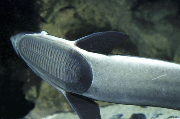 remora brachyptera
