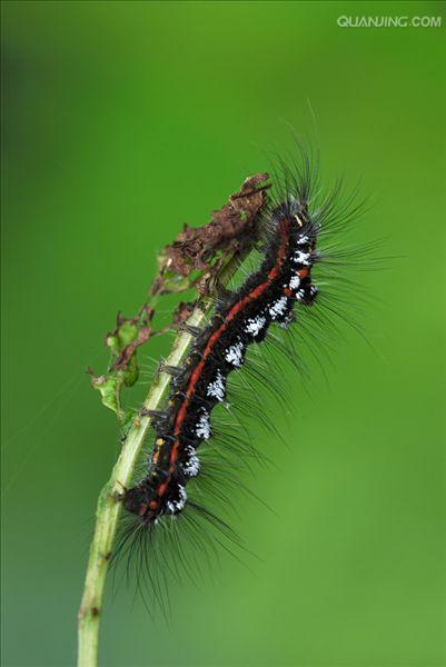  p>桑毛虫是一种食害桑叶的重要害虫,学名为 i>porthesia xanthocampa