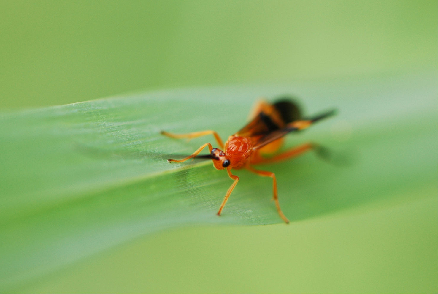  p>石蝇是动物界, a href="#" data-lemmaid="1622398">节肢动物门 /a